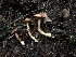  ( - HAY-F-007900)  @11 [ ] by-nc (2023) Dean Lyons Fungal Diversity Survey