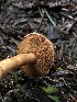  ( - HAY-F-007900)  @11 [ ] by-nc (2023) Dean Lyons Fungal Diversity Survey
