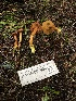 ( - HAY-F-007900)  @11 [ ] by-nc (2023) Dean Lyons Fungal Diversity Survey
