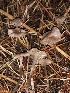 ( - HAY-F-005351)  @11 [ ] by-nc (2023) Dean Lyons Fungal Diversity Survey