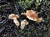  ( - HAY-F-005352)  @11 [ ] by-nc (2023) Dean Lyons Fungal Diversity Survey