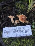  ( - HAY-F-005352)  @11 [ ] by-nc (2023) Dean Lyons Fungal Diversity Survey