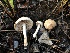  ( - HAY-F-005349)  @11 [ ] by-nc (2023) Dean Lyons Fungal Diversity Survey