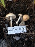  ( - HAY-F-005349)  @11 [ ] by-nc (2023) Dean Lyons Fungal Diversity Survey