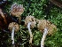  (Inocybe sp. CA43 - HAY-F-005346)  @11 [ ] by-nc (2023) Dean Lyons Fungal Diversity Survey