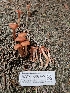  ( - HAY-F-007427)  @11 [ ] by (2023) Mandy Hackney Fungal Diversity Survey