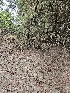  ( - HAY-F-007427)  @11 [ ] by (2023) Mandy Hackney Fungal Diversity Survey