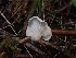  ( - HAY-F-007431)  @11 [ ] by (2023) Mandy Hackney Fungal Diversity Survey