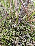  ( - HAY-F-007431)  @11 [ ] by (2023) Mandy Hackney Fungal Diversity Survey