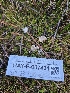  ( - HAY-F-007431)  @11 [ ] by (2023) Mandy Hackney Fungal Diversity Survey