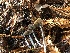  ( - HAY-F-007906)  @11 [ ] by-nc (2023) Dean Lyons Fungal Diversity Survey