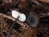  (Entoloma - HAY-F-007906)  @11 [ ] by-nc (2023) Dean Lyons Fungal Diversity Survey