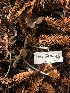  ( - HAY-F-007906)  @11 [ ] by-nc (2023) Dean Lyons Fungal Diversity Survey