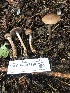  ( - HAY-F-007896)  @11 [ ] by-nc (2023) Dean Lyons Fungal Diversity Survey
