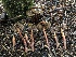  ( - HAY-F-007894)  @11 [ ] by-nc (2023) Dean Lyons Fungal Diversity Survey