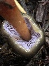  ( - HAY-F-007894)  @11 [ ] by-nc (2023) Dean Lyons Fungal Diversity Survey