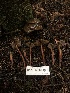  ( - HAY-F-007894)  @11 [ ] by-nc (2023) Dean Lyons Fungal Diversity Survey