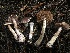  ( - HAY-F-005353)  @11 [ ] by-nc (2023) Dean Lyons Fungal Diversity Survey