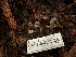  ( - HAY-F-007895)  @11 [ ] by-nc (2023) Dean Lyons Fungal Diversity Survey