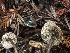  ( - HAY-F-007895)  @11 [ ] by-nc (2023) Dean Lyons Fungal Diversity Survey