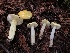  (Hygrocybe sp. flavescens-PNW06 - HAY-F-002369)  @11 [ ] by-nc (2023) Dean Lyons Fungal Diversity Survey