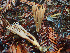  (Ramaria tsugina - HAY-F-002368)  @11 [ ] by-nc (2023) Dean Lyons Fungal Diversity Survey