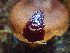  ( - HAY-F-002302)  @11 [ ] by-nc (2023) Dean Lyons Fungal Diversity Survey