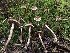  ( - HAY-F-002309)  @11 [ ] by-nc (2023) Dean Lyons Fungal Diversity Survey