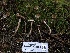  ( - HAY-F-002309)  @11 [ ] by-nc (2023) Dean Lyons Fungal Diversity Survey