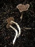  (Cortinarius pallidostriatus - HAY-F-002311)  @11 [ ] by-nc (2023) Dean Lyons Fungal Diversity Survey