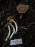  ( - HAY-F-002311)  @11 [ ] by-nc (2023) Dean Lyons Fungal Diversity Survey