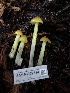  ( - HAY-F-002314)  @11 [ ] by-nc (2023) Dean Lyons Fungal Diversity Survey