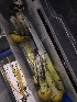  ( - HAY-F-002314)  @11 [ ] by-nc (2023) Dean Lyons Fungal Diversity Survey