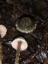  ( - HAY-F-002362)  @11 [ ] by-nc (2023) Dean Lyons Fungal Diversity Survey