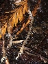  ( - HAY-F-002362)  @11 [ ] by-nc (2023) Dean Lyons Fungal Diversity Survey