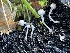  ( - HAY-F-007609)  @11 [ ] by-nc (2023) Damon Tighe Fungal Diversity Survey