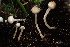  ( - HAY-F-007609)  @11 [ ] by-nc (2023) Damon Tighe Fungal Diversity Survey