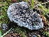  ( - HAY-F-007608)  @11 [ ] by-nc (2023) Damon Tighe Fungal Diversity Survey
