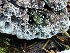  ( - HAY-F-007608)  @11 [ ] by-nc (2023) Damon Tighe Fungal Diversity Survey