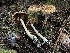  (Phlegmacium pseudonaevosum - HAY-F-007611)  @11 [ ] by-nc (2023) Damon Tighe Fungal Diversity Survey