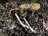  ( - HAY-F-007611)  @11 [ ] by-nc (2023) Damon Tighe Fungal Diversity Survey