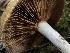  ( - HAY-F-007611)  @11 [ ] by-nc (2023) Damon Tighe Fungal Diversity Survey