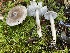  ( - HAY-F-007618)  @11 [ ] by-nc (2023) Damon Tighe Fungal Diversity Survey