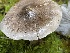  ( - HAY-F-007618)  @11 [ ] by-nc (2023) Damon Tighe Fungal Diversity Survey