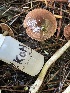 ( - HAY-F-007619)  @11 [ ] by-nc (2023) Damon Tighe Fungal Diversity Survey