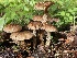  ( - HAY-F-007620)  @11 [ ] by-nc (2023) Damon Tighe Fungal Diversity Survey