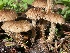 ( - HAY-F-007620)  @11 [ ] by-nc (2023) Damon Tighe Fungal Diversity Survey