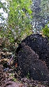  ( - HAY-F-001489)  @11 [ ] c (2023) Michelle C. Torres-Grant Fungal Diversity Survey