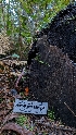  ( - HAY-F-001489)  @11 [ ] c (2023) Michelle C. Torres-Grant Fungal Diversity Survey