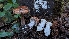  ( - HAY-F-001492)  @11 [ ] c (2023) Michelle C. Torres-Grant Fungal Diversity Survey